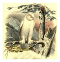 Snowy owl, vintage engraving