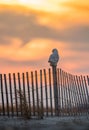 Snowy Owl