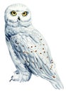 Snowy owl. Watercolor illustration with a cute polar owl on an isolated white background. Realistic North bird Royalty Free Stock Photo