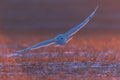 Snowy owl (Bubo scandiacus) flying over the grass in a field in sunlight Royalty Free Stock Photo