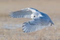 Snowy owl (Bubo scandiacus) flying over the grass in a field in sunlight Royalty Free Stock Photo