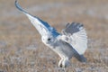 Snowy owl (Bubo scandiacus) flying over the grass in a field in sunlight Royalty Free Stock Photo