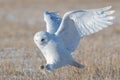 Snowy owl (Bubo scandiacus) landing in a field in sunlight Royalty Free Stock Photo