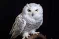 The snowy owl (Bubo scandiacus), polar owl, on the black background. Royalty Free Stock Photo