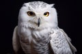 The snowy owl (Bubo scandiacus), polar owl, on the black background. Royalty Free Stock Photo