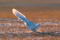 Snowy owl (Bubo scandiacus) covered in mud flying over the grass covered in snow looking aside Royalty Free Stock Photo