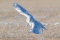 Snowy owl (Bubo scandiacus) flying over the grass in a field in sunlight looking into the camera Royalty Free Stock Photo