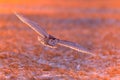 Snowy owl (Bubo scandiacus) flying over the grass in a field in sunlight at sunset Royalty Free Stock Photo