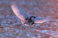 Snowy owl (Bubo scandiacus) landing in a field covered in snow in sunlight Royalty Free Stock Photo