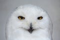 Snowy owl (Bubo scandiacus). Royalty Free Stock Photo