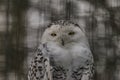 Snowy owl in ZOO Liberec in snowy day Royalty Free Stock Photo