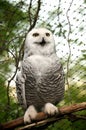 Snowy owl Royalty Free Stock Photo