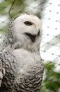 Snowy owl Royalty Free Stock Photo