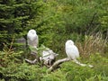 Snowy owls Royalty Free Stock Photo