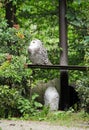 Snowy owls Royalty Free Stock Photo