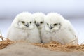 snowy owls huddled together in the arctic tundra