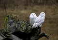 Snowy Owls Royalty Free Stock Photo