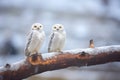 snowy owls perched on a tree branch in a frosty environment Royalty Free Stock Photo