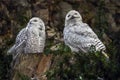 Snowy owls on the stump 1