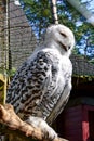 Snowy owls on wood.