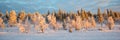 Snowy panoramic landscape at sunset, frozen trees in winter in Saariselka, Lapland Finland Royalty Free Stock Photo