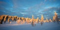 Snowy panoramic landscape at sunset, frozen trees in winter in Saariselka, Lapland Finland