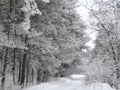 Snowy Path