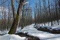 Snowy Path Through Bare Beechwood