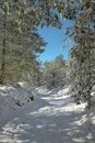 Snowy Path In The Etna Park, Sicily