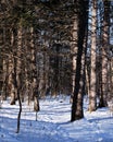 Winter views in Ottawa