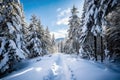 a snowy path through a forest