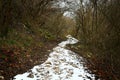 Snowy path through the forest Royalty Free Stock Photo