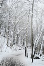 Snowy path through a forrest Royalty Free Stock Photo