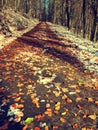 Snowy path leading among the beech trees in early winter forest. Fresh powder snow