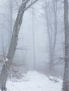 A snowy path leading into the fog of a mysterious forest in the winter