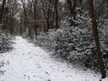 Snowy path through open forest