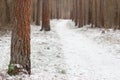 Snowy path surrounded by red truncks of pine trees in winter