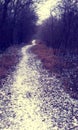 Snowy path throug the forrest Royalty Free Stock Photo
