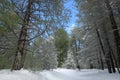 Snowy path trough winter forest in Etna Park