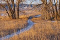 Snowy Path Between Two Cottonwoods Royalty Free Stock Photo