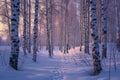 A snowy path winding through a forest filled with tall trees covered in snow, A bare, snowy birch forest in twilight, AI Generated Royalty Free Stock Photo