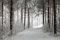 Snowy Path through the wintry forest Royalty Free Stock Photo