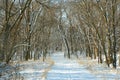 Snowy path in woods