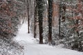 A Snowy Path through the Woods Royalty Free Stock Photo