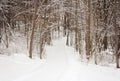 Snowy path