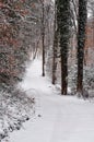 A Snowy Path through the Woods in Vertical Format Royalty Free Stock Photo