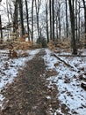 A SNOWY PATH IN THE WOODS ON A WINTER`S DAY