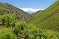 Snowy peaks and one og green valleys of the Western Tian Shan mountains, Uzbekistan Royalty Free Stock Photo