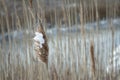 Snowy phragmites in field with one bloom covered in snow Royalty Free Stock Photo