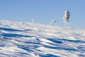 Snowy pine alone on hill Royalty Free Stock Photo